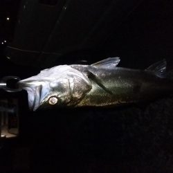 『バグる』でシーバス２匹！